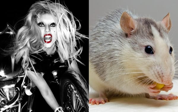 Rats enjoy “bopping to the beat” of Lady Gaga’s hit song Born This Way, study finds
