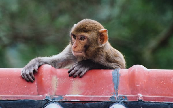 Most male macaque monkeys are bisexual, study finds