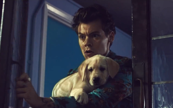 Harry Styles + kids + puppies have cupcake fight in Kiwi video – watch here!