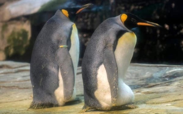 Gay penguin couple to become dads after adopting abandoned egg at Berlin Zoo