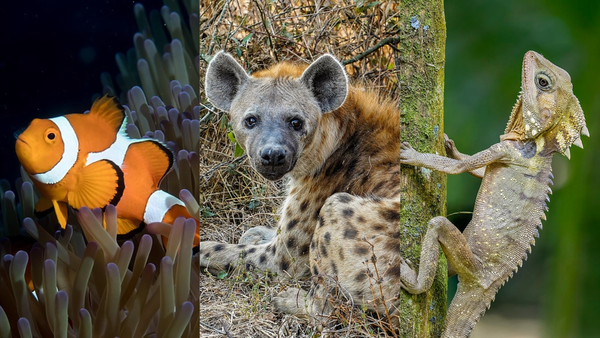 18 animals you didn’t know were biologically trans