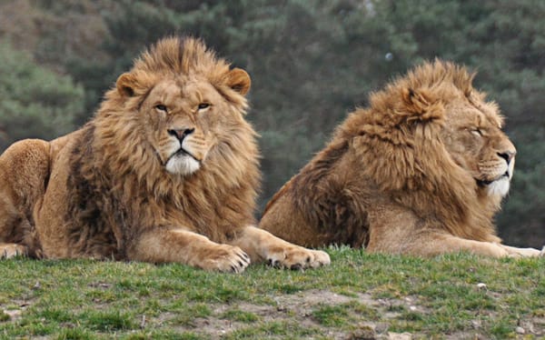 Kenyan official wants lions caught having gay sex to have “counselling”